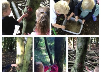 Forest School (12)